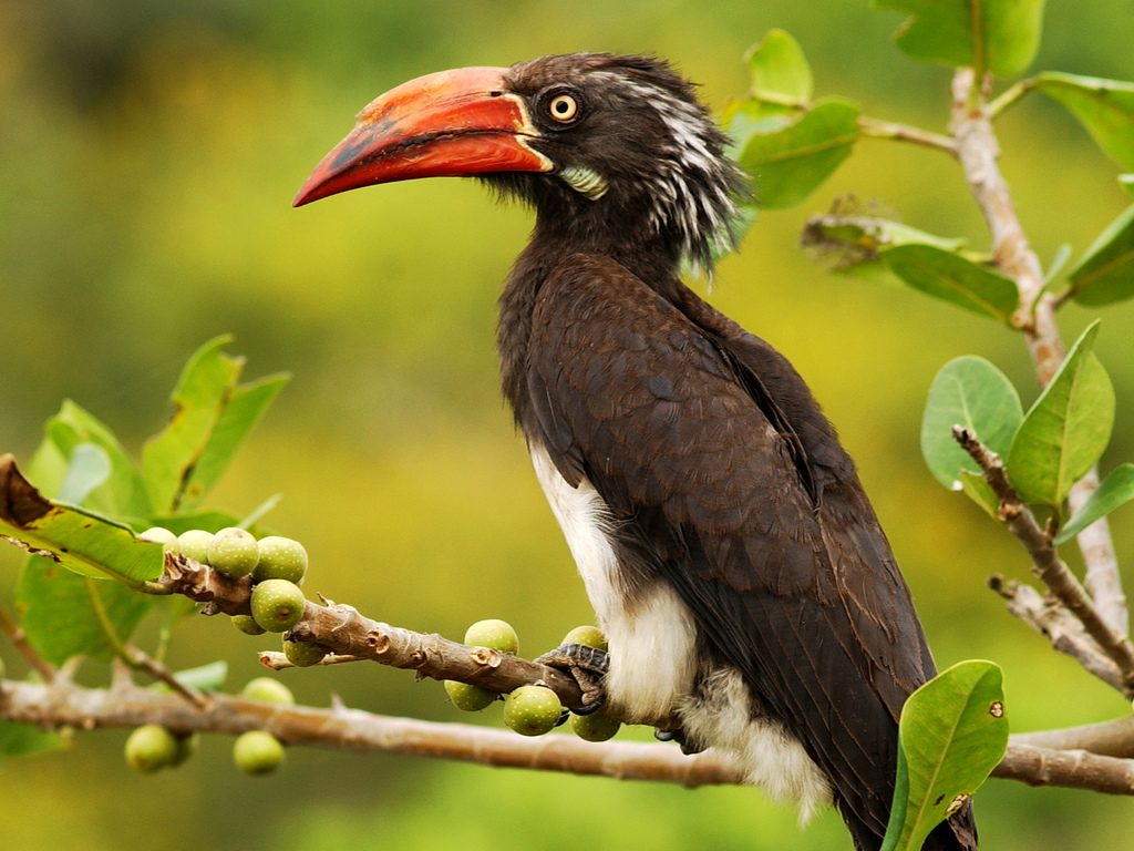 Uganda: A Birdwatcher's Paradise